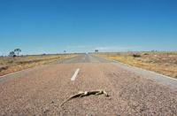 © Copyright Raphael Kessler 2025 – Australia – Australia – australia lizard