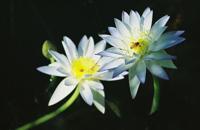 © Copyright Raphael Kessler - Australia - Bee lilly