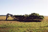 © Copyright Raphael Kessler - Australia - Bent tree