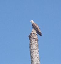 © Copyright Raphael Kessler - Australia - Bird