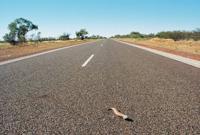 © Copyright Raphael Kessler - Australia - Blue tongue