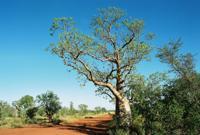 © Copyright Raphael Kessler - Australia - Boab tree