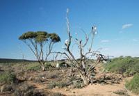 © Copyright Raphael Kessler - Australia - Bottle tree