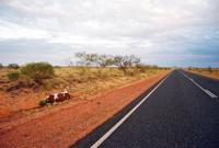 © Copyright - Raphael Kessler 2011 - Car and Cow