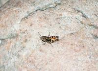 © Copyright - Raphael Kessler 2011 - Cook Islands - Aitutaki  cricket match