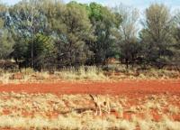 © Copyright Raphael Kessler - Australia - Dingo
