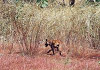 © Copyright Raphael Kessler - Australia - Dingo1
