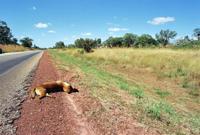 © Copyright Raphael Kessler - Australia - Dingo 21