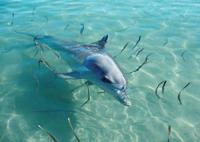 © Copyright Raphael Kessler - Australia - Dolphin