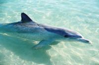 © Copyright - Raphael Kessler 2011 - Australia - Monkey Mia friendly wild dolphins