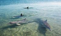 © Copyright - Raphael Kessler 2011 - Australia - Monkey Mia friendly wild dolphins