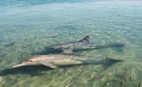 © Copyright - Raphael Kessler 2011 - Australia - Monkey Mia friendly wild dolphins