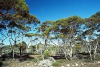 © Copyright Raphael Kessler - Australia - Eucalyptus