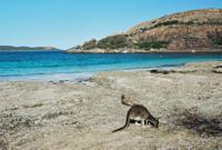 © Copyright - Raphael Kessler 2011 - Australia - Cape Le Grand - Friendly wallaby