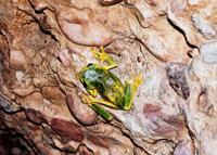 © Copyright Raphael Kessler - Australia - Frog