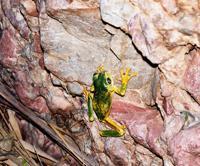 © Copyright Raphael Kessler - Australia - Froggy