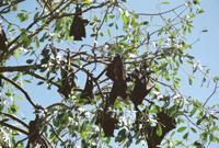 © Copyright Raphael Kessler - Australia - Fruit bats