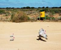 © Copyright Raphael Kessler - Australia - Galas