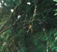 © Copyright - Raphael Kessler 2011 - Golden Orb Spider