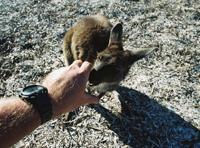 © Copyright Raphael Kessler - Australia - Hand wallaby