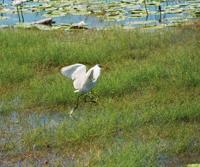 © Copyright Raphael Kessler - Australia  - Heron