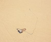 © Copyright - Raphael Kessler 2011 - Fraser Island - Jellyfish