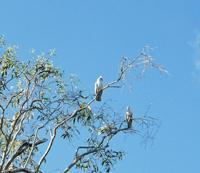 © Copyright Raphael Kessler - Australia  - Kakadus