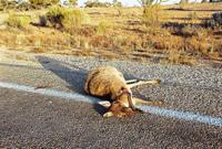 © Copyright Raphael Kessler - Australia - Kangaroo