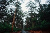 © Copyright - Raphael Kessler 2011 - Australia - Karri trees (red tingles) large trees