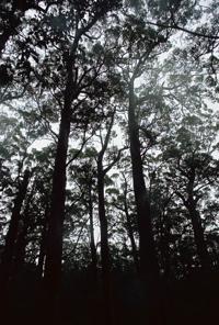 © Copyright - Raphael Kessler 2011 - Australia - Karri trees (red tingles) large trees