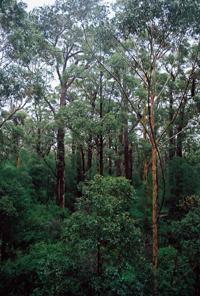 © Copyright - Raphael Kessler 2011 - Australia - Karri trees (red tingles) large trees
