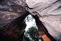 © Copyright - Raphael Kessler 2011 - Australia - Karri trees (red tingles) large trees
