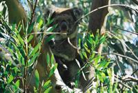 © Copyright Raphael Kessler - Australia - Koala