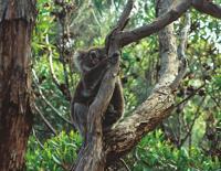 © Copyright Raphael Kessler - Australia - Koala1