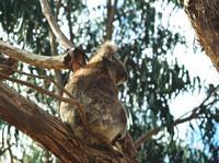 © Copyright Raphael Kessler - Australia - Koala2