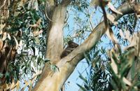 © Copyright Raphael Kessler - Australia - Koala4
