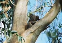 © Copyright Raphael Kessler - Australia - Koala5