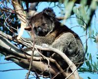 © Copyright Raphael Kessler - Australia - Koala6