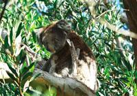 © Copyright Raphael Kessler - Australia - Koala8