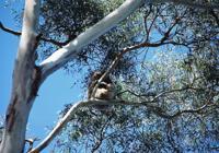 © Copyright Raphael Kessler - Australia - Koala9