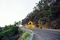 © Copyright Raphael Kessler - Australia - Koala sign