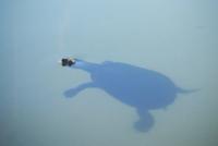© Copyright - Raphael Kessler 2011 - Fraser Island - Long Neck Turtle