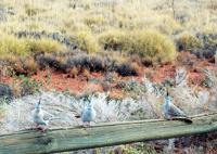 © Copyright Raphael Kessler - Australia - Pigeons