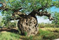 © Copyright - Raphael Kessler 2011 - Prison Boab Tree