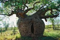 © Copyright Raphael Kessler - Australia - Prison tree