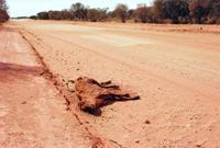 © Copyright Raphael Kessler - Australia - Red cow