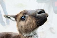 © Copyright - Raphael Kessler 2011 - Australia - Kangaroo Island Kangaroo