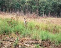 © Copyright Raphael Kessler - Australia - Roos