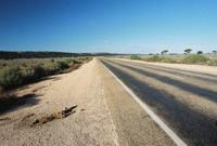 © Copyright - Raphael Kessler 2011 - Roadkill Kangaroo Skeleton