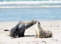 © Copyright - Raphael Kessler 2011 - Australia - Kangaroo Island Seal